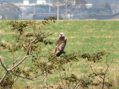 Pandion haliaetus