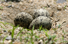 Charadrius alexandrinus