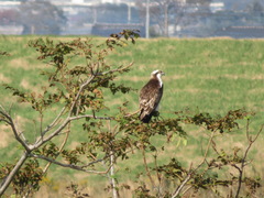 Pandion haliaetus