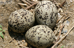 Charadrius alexandrinus