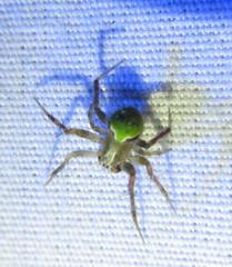 Araneus detrimentosus