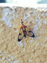 Pseudosphex leovazquezae