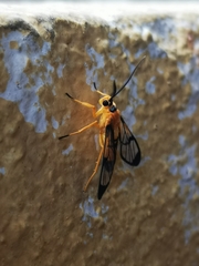 Pseudosphex leovazquezae