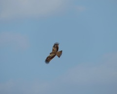 Milvus migrans lineatus