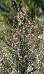 Kunzea linearis