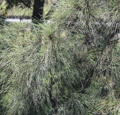 Casuarina equisetifolia