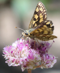 Carterocephalus skada