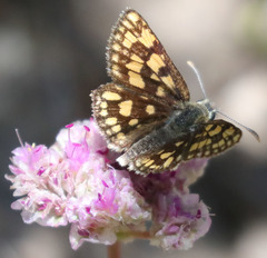 Carterocephalus skada