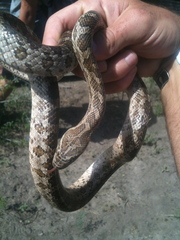 Pantherophis emoryi