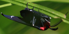 Ctenucha