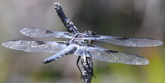 Libellula nodisticta