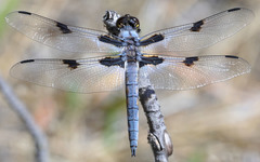 Libellula nodisticta