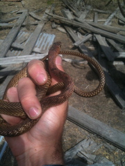 Masticophis flagellum testaceus