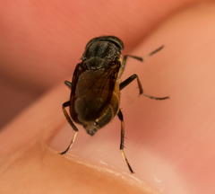 Idiella