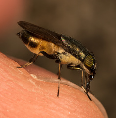Idiella