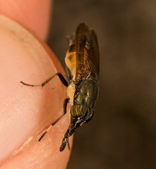Idiella