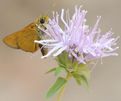 Ochlodes agricola