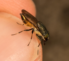 Idiella