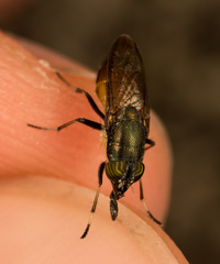 Idiella