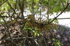 Microcoelia aphylla image