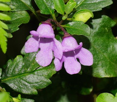 Prostanthera melissifolia