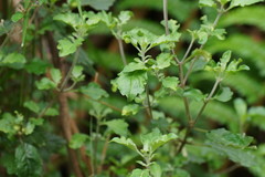 Prostanthera melissifolia
