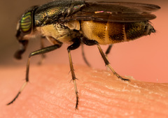 Idiella