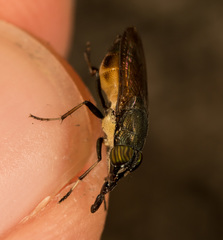 Idiella