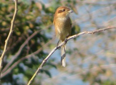Lanius bucephalus