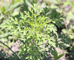 Ambrosia artemisiifolia