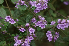 Prostanthera melissifolia