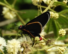 Mysoria affinis