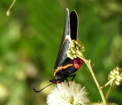 Mysoria affinis