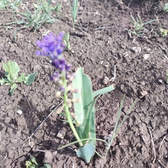 Muscari comosum image