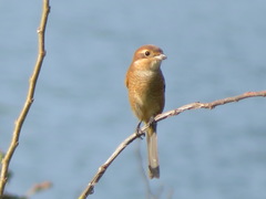 Lanius bucephalus