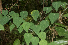 Cyclea hypoglauca