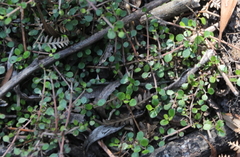 Coprosma neglecta