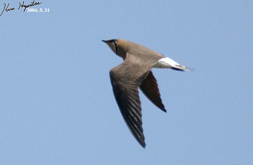 Oriental Pratincole