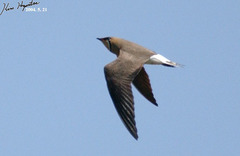 Oriental Pratincole photo 4