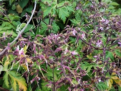 Geranium reuteri image