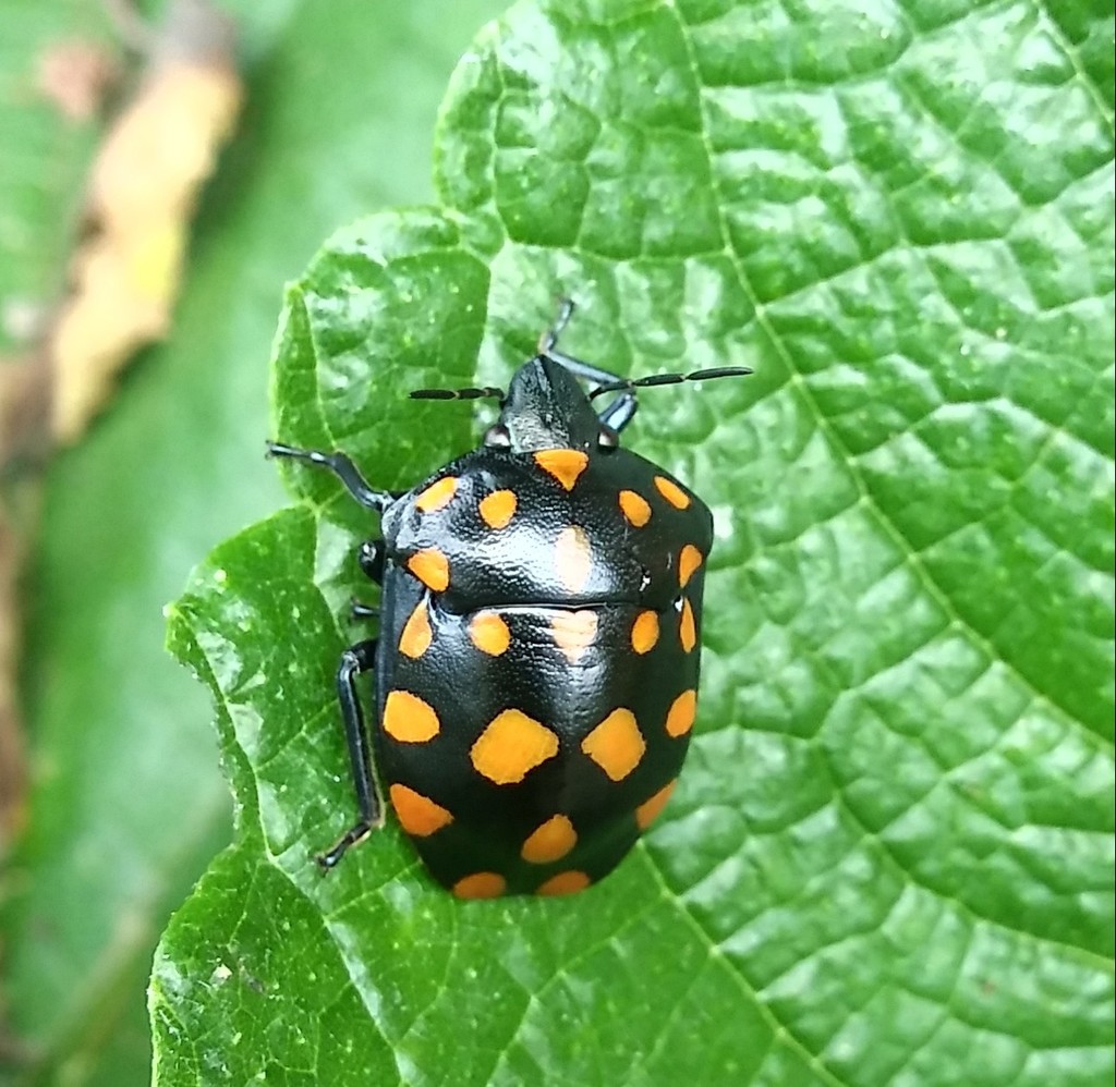Pachycoris klugii