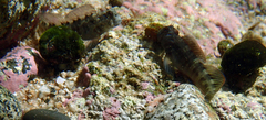 Istiblennius edentulus