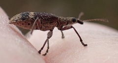 Sphinctobelus cinereus