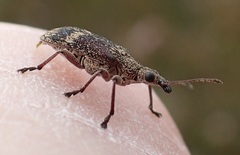 Sphinctobelus cinereus