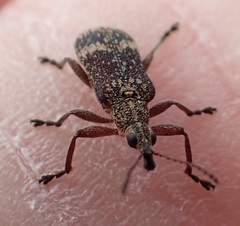 Sphinctobelus cinereus