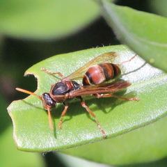Polistes humilis humilis