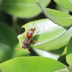 Polistes humilis humilis