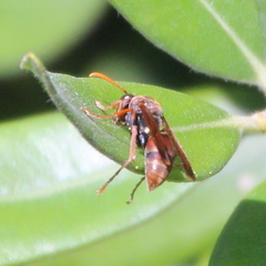 Polistes humilis humilis