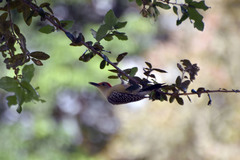 Melanerpes carolinus image