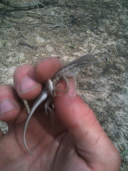 Holbrookia propinqua